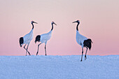 Red-crowned Crane (Grus japonensis) trio in snow, Hokkaido, Japan