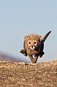 Cheetah (Acinonyx jubatus) cub running, native to Africa and Asia