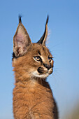 Caracal (Caracal caracal) cub, native to Africa and Asia