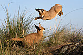 Caracal (Caracal caracal) cubs playing, native to Africa and Asia