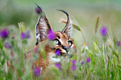Caracal (Caracal caracal) cub in flowering meadow, native to Africa and Asia