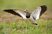 Black-winged Lapwing (Vanellus melanopterus) calling during defensive display, KwaZulu-Natal, South Africa