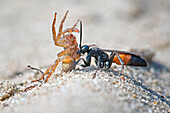 Spider Wasp (Anoplius infuscatus) dragging paralysed spider prey, Saxony-Anhalt, Germany