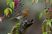 European Robin (Erithacus rubecula), Saxony, Germany