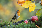 European Robin (Erithacus rubecula), Lower Saxony, Germany