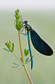 Beautiful Demoiselle (Calopteryx virgo), North Rhine-Westphalia, Germany