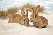European Rabbit (Oryctolagus cuniculus) pair in sand dunes, Mecklenburg-Vorpommern, Germany