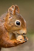 Eurasian Red Squirrel (Sciurus vulgaris) feeding on hazelnut, Netherlands