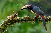 Collared Aracari (Pteroglossus torquatus) during rainfall, Costa Rica
