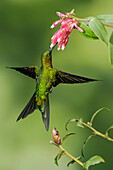 Golden-breasted Puffleg (Eriocnemis mosquera) feeding on flower nectar, Colombia