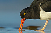 Magellanic Oystercatcher (Haematopus leucopodus) foraging, Falkland Islands