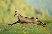 Chamois (Rupicapra rupicapra) running, France