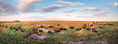 American Bison (Bison bison) herd on prairie with quartz, Blue Mounds State Park, Minnesota