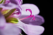Geranium (Pelargonium crispum) flower stile and stigma