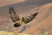 Bearded Vulture (Gypaetus barbatus) juvenile landing, Giant's Castle National Park, KwaZulu-Natal, South Africa