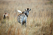 Burchell's Zebra (Equus burchellii) and Cattle Egret (Bubulcus ibis), Rietvlei Nature Reserve, South Africa