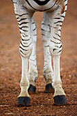 Burchell's Zebra (Equus burchellii) stallion legs, Rietvlei Nature Reserve, South Africa