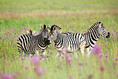Burchell's Zebra (Equus burchellii) trio, Rietvlei Nature Reserve, South Africa