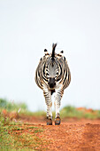 Burchell's Zebra (Equus burchellii) stallion, Rietvlei Nature Reserve, South Africa