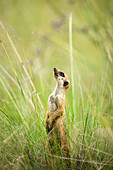 Meerkat (Suricata suricatta) on lookout, Rietvlei Nature Reserve, South Africa