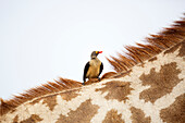 Red-billed Oxpecker (Buphagus erythrorhynchus) on South African Giraffe (Giraffa giraffa giraffa), Kruger National Park, South Africa