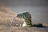 Nile Monitor (Varanus niloticus) in burrow flicking tongue, Kruger National Park, South Africa