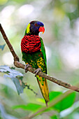 Rainbow Lorikeet (Trichoglossus haematodus), Singapore Zoo, Singapore