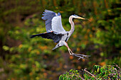 Great Blue Heron (Ardea herodias) landing with nesting material, Wakodahatchee Wetlands, Florida. Sequence 1 of 3