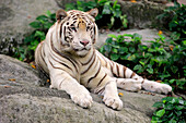 Bengal Tiger (Panthera tigris tigris), white morph, Singapore Zoo, Singapore