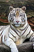 Bengal Tiger (Panthera tigris tigris), white morph, Singapore Zoo, Singapore