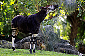 Okapi (Okapia johnstoni) browsing, Singapore Zoo, Singapore