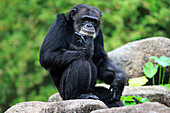 Chimpanzee (Pan troglodytes) male, Singapore Zoo, Singapore
