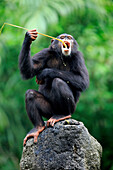 Chimpanzee (Pan troglodytes) female using tool to forage, Singapore Zoo, Singapore
