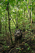 Brazilian Tapir (Tapirus terrestris) in rainforest, Ecuador