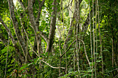 Vines and lowland dry tropical forest, Ecuador
