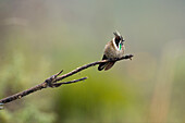 Bearded Helmetcrest (Oxypogon guerinii) hummingbird, Colombia