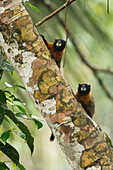 Golden-mantled Tamarin (Saguinus tripartitus) pair, Amazon, Ecuador