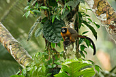 Golden-mantled Tamarin (Saguinus tripartitus) in tree, Amazon, Ecuador