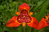 Lily (Lilium sp) flower, Ecuador