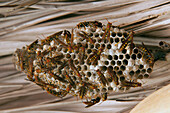 Wasp (Vespidae) group on nest, Ecuador