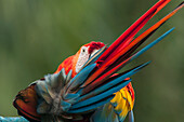Scarlet Macaw (Ara macao) preening, Ecuador