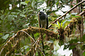 Barred Hawk (Leucopternis princeps) with snake prey, Ecuador