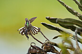 Bearded Helmetcrest (Oxypogon guerinii) hummingbird in territorial display, Colombia