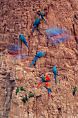 Scarlet Macaw (Ara macao), Blue and Yellow Macaw (Ara ararauna), and Dusky-headed Parakeet (Aratinga weddellii) flock at mineral lick, Peru