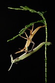 Stick Insect (Pylaemenes borneensis) molting, Gunung Penrissen, Sarawak, Borneo, Malaysia