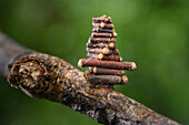 Bagworm Moth (Psychidae) caterpillar carrying camouflaged material, Sungai Wain Protected Forest, East Kalimantan, Borneo, Indonesia