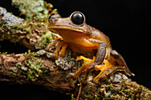 Treefrog (Nyctimystes sp), Arfak Mountains, New Guinea, Indonesia