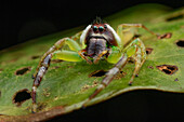 Northern Green Jumping Spider (Mopsus mormon), Waigeo, New Guinea, Indonesia