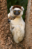 Verreaux's Sifaka (Propithecus verreauxi), Berenty Private Reserve, Amboasary, Madagascar