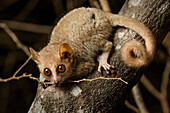 Gray Mouse Lemur (Microcebus murinus), Kirindy Forest, Morondava, Madagascar